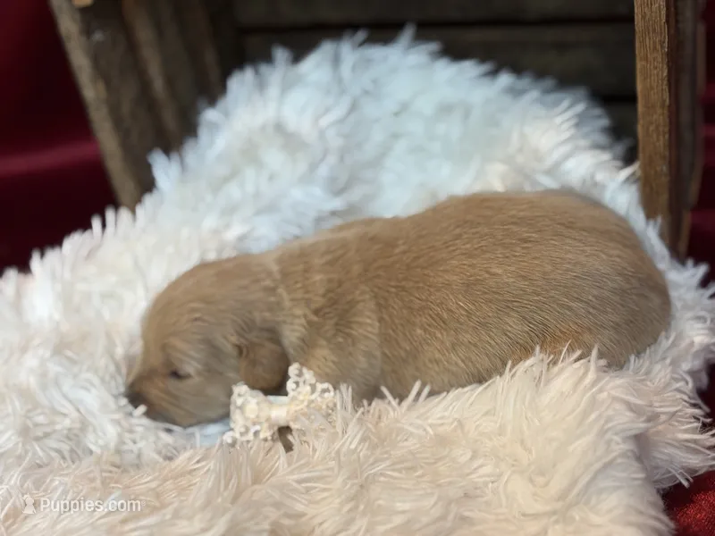 Holly – Golden Retriever puppy for sale in Grantsville, MD