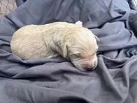Monty, a male Golden Retriever for sale in Grantsville, MD – 2 of 3