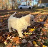 Jessica , a female English Cream Golden Retriever for sale in Grantsville, MD – 3 of 9