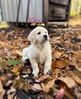 Korie , a female English Cream Golden Retriever for sale in Grantsville, MD – 5 of 9