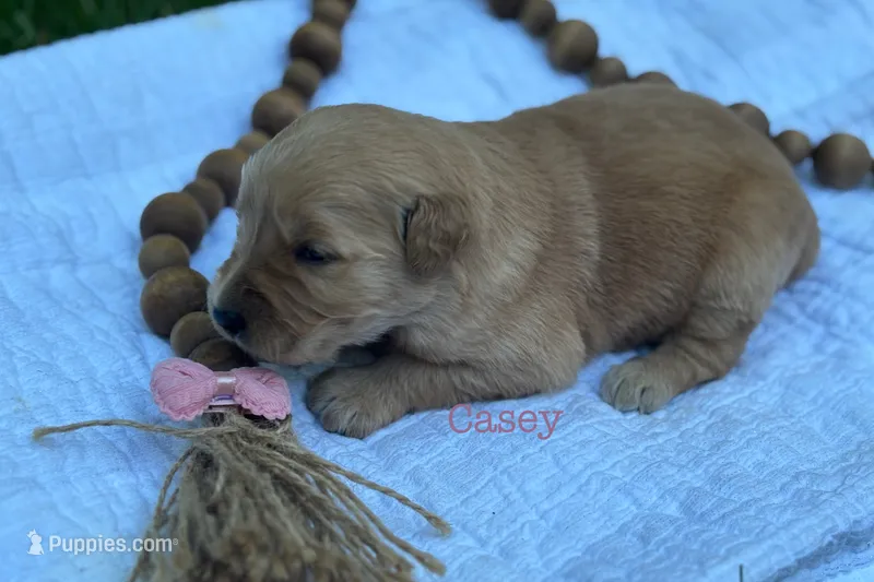 Casey – Golden Retriever puppy for sale in Grantsville, MD