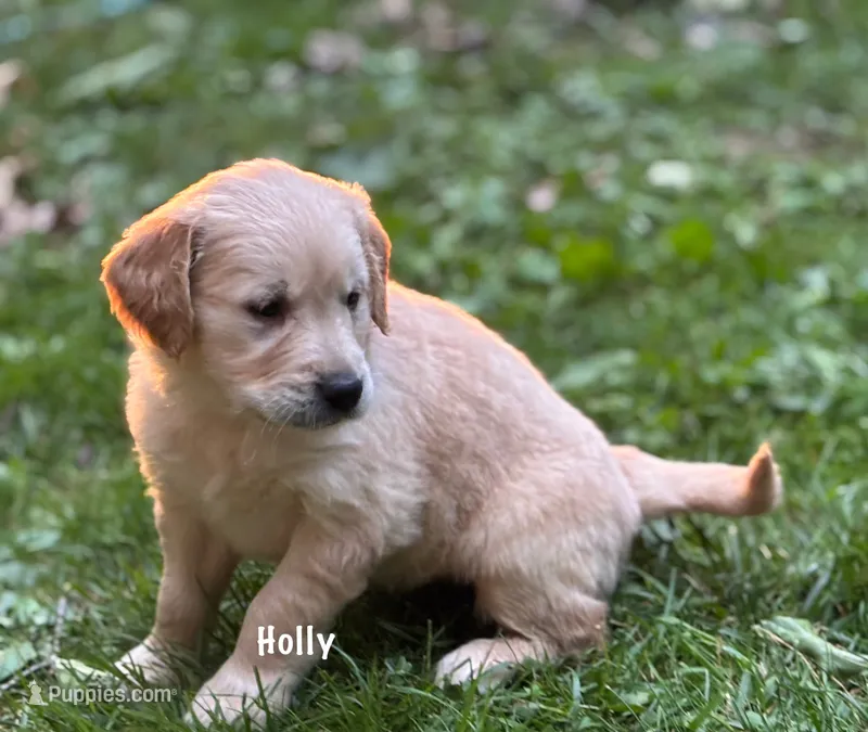 Holly – Golden Retriever puppy for sale in Grantsville, MD