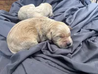 Sam, a male Golden Retriever for sale in Grantsville, MD – 1 of 2