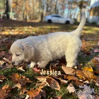 Jessica , a female English Cream Golden Retriever for sale in Grantsville, MD – 6 of 9
