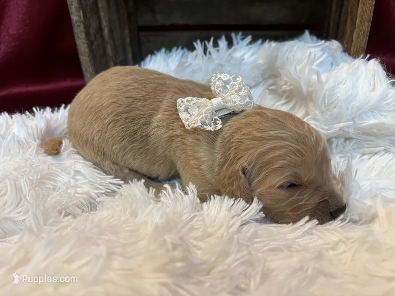 Sadie – Golden Retriever puppy for sale in Grantsville, MD