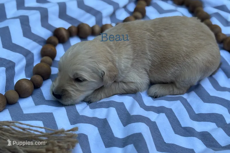 Beau – Golden Retriever puppy for sale in Grantsville, MD