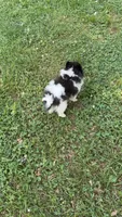 Milagro (Miracle), a male Pomeranian for sale in Murfreesboro, TN – 2 of 3