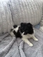 Milagro (Miracle), a male Pomeranian for sale in Murfreesboro, TN – 3 of 3