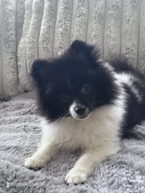 Milagro (Miracle) – Pomeranian puppy for sale in Murfreesboro, TN