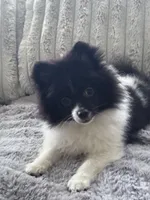 Milagro (Miracle), a male Pomeranian for sale in Murfreesboro, TN – 1 of 3
