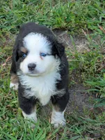 Paul BET full tail , a male Miniature Australian Shepherd for sale in Calamus, IA – 2 of 4