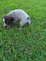 Sweetheart , a female Wirehaired Pointing Griffon for sale in Calamus, IA – 6 of 6