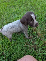 Sweetheart , a female Wirehaired Pointing Griffon for sale in Calamus, IA – 3 of 6