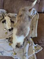 River, a male Border Collie for sale in Calamus, IA – Photo 5 of 10