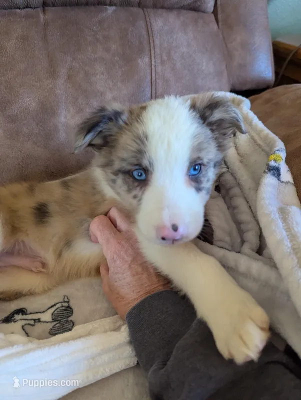 River – Border Collie puppy for sale in Calamus, IA