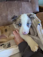 River, a male Border Collie for sale in Calamus, IA – Photo 1 of 10