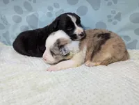 River, a male Border Collie for sale in Calamus, IA – Photo 2 of 4