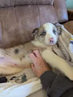 River, a male Border Collie for sale in Calamus, IA – Photo 3 of 10