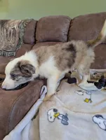 River, a male Border Collie for sale in Calamus, IA – Photo 4 of 10