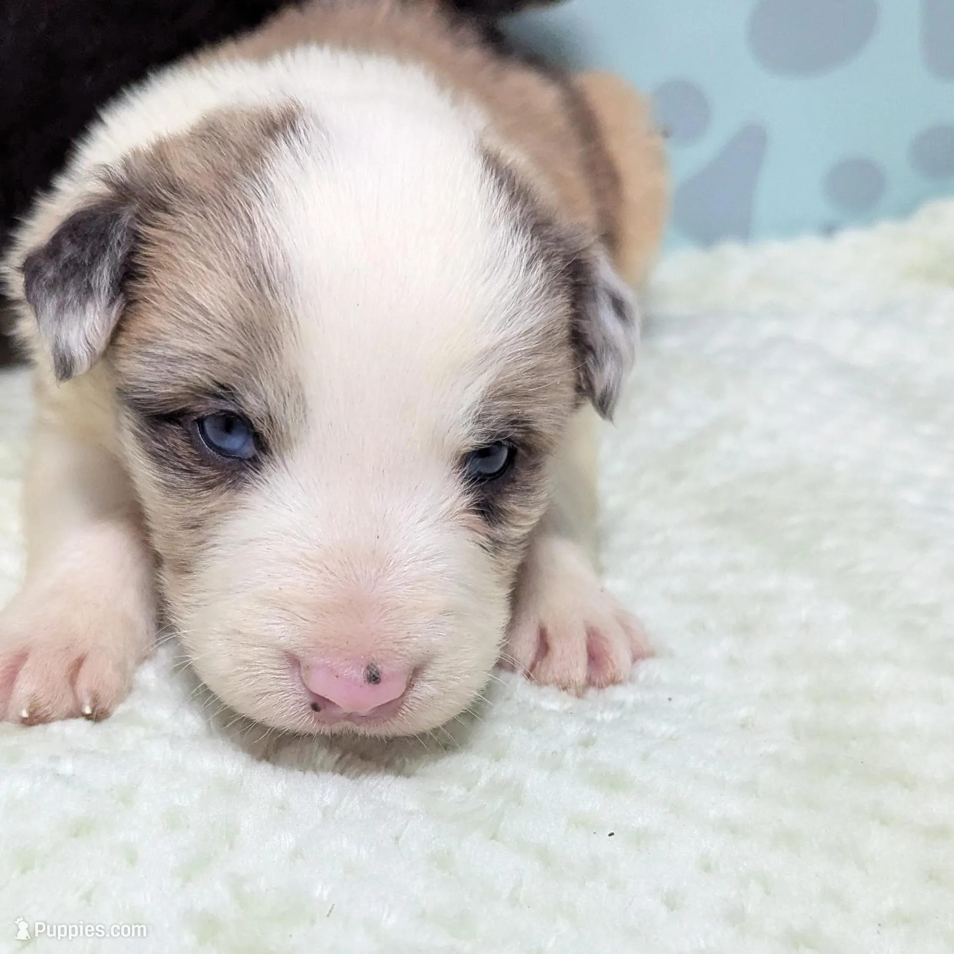 River – Border Collie puppy for sale in Calamus, IA