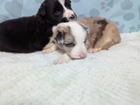 River, a male Border Collie for sale in Calamus, IA – Photo 3 of 4