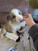 River, a male Border Collie for sale in Calamus, IA – Photo 6 of 10