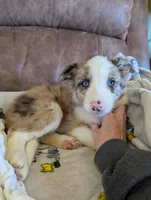 River, a male Border Collie for sale in Calamus, IA – Photo 2 of 10