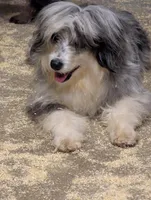 Sol, a male Miniature Aussiedoodle for sale in Calamus, IA – Photo 5 of 5