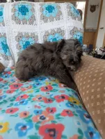 Sol, a male Miniature Aussiedoodle for sale in Calamus, IA – Photo 3 of 3