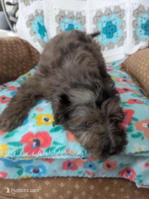 Sol – Miniature Aussiedoodle puppy for sale in Calamus, IA