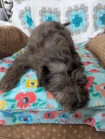 Sol, a male Miniature Aussiedoodle for sale in Calamus, IA – Photo 1 of 3