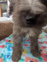 Sol, a male Miniature Aussiedoodle for sale in Calamus, IA – Photo 2 of 3