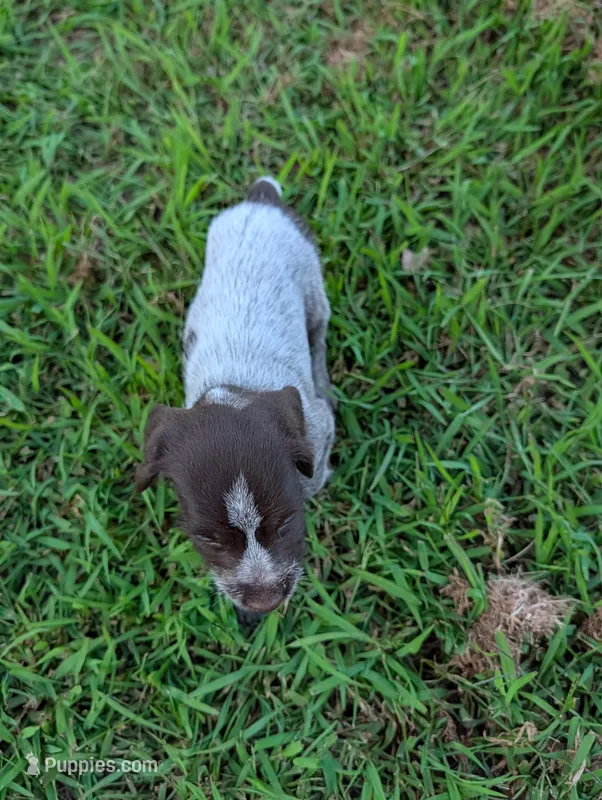 Tick-Tac – Wirehaired Pointing Griffon puppy for sale in Calamus, IA