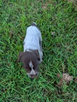 Tick-Tac, a female Wirehaired Pointing Griffon for sale in Calamus, IA – 1 of 1