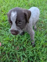 Sweetheart , a female Wirehaired Pointing Griffon for sale in Calamus, IA – 2 of 6