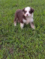Ruby Tuesday full tail, a female Miniature Australian Shepherd for sale in Calamus, IA – 2 of 3