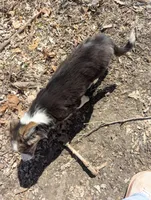 Tru, a female Border Collie for sale in Calamus, IA – Photo 3 of 4