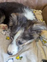 Tru, a female Border Collie for sale in Calamus, IA – Photo 2 of 4