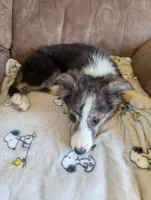 Tru, a female Border Collie for sale in Calamus, IA – Photo 4 of 4