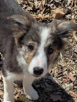 Tru, a female Border Collie for sale in Calamus, IA – Photo 1 of 4