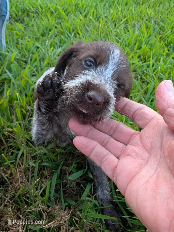 Peaches  – Wirehaired Pointing Griffon puppy for sale in Calamus, IA