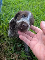 Peaches , a female Wirehaired Pointing Griffon for sale in Calamus, IA – 1 of 3
