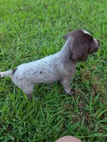 Sweetheart , a female Wirehaired Pointing Griffon for sale in Calamus, IA – 5 of 6