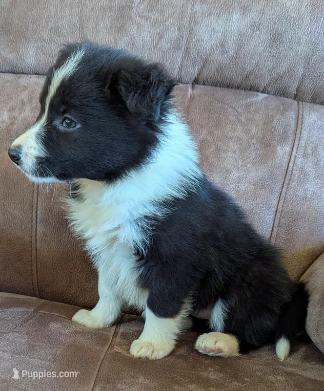 Kate – Border Collie puppy for sale in Calamus, IA
