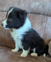 Kate, a female Border Collie for sale in Calamus, IA – Photo 1 of 9