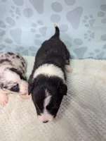 Kate, a female Border Collie for sale in Calamus, IA – Photo 2 of 3