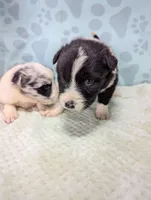 Kate, a female Border Collie for sale in Calamus, IA – Photo 3 of 3