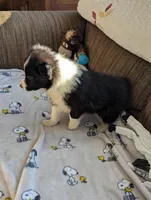 Kate, a female Border Collie for sale in Calamus, IA – Photo 3 of 9