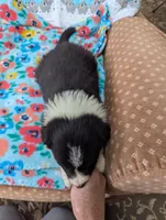 Kate, a female Border Collie for sale in Calamus, IA – Photo 5 of 9