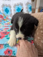 Kate, a female Border Collie for sale in Calamus, IA – Photo 8 of 9